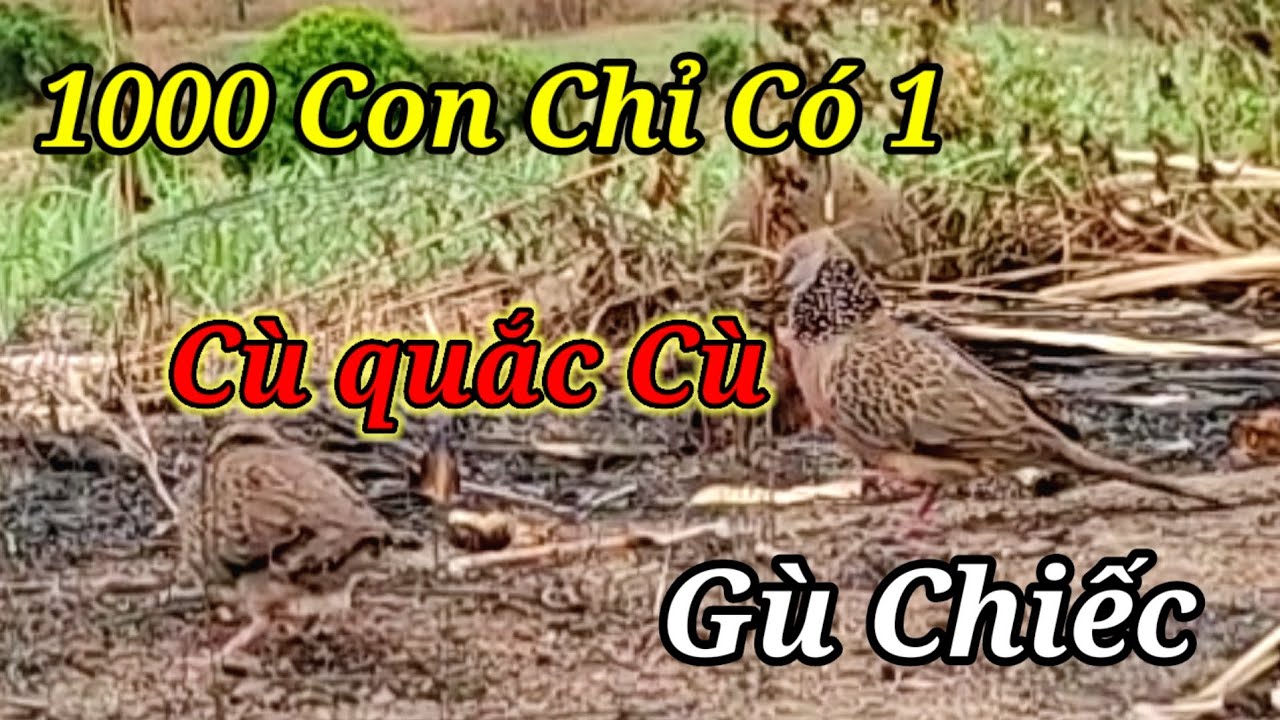 Chim Cu Gáy.Cù Quắc Cù.Gù Chiếc.Nước  Chơi Hay.Clips.156.Mời Cả Nhà Xem Vui Nhé.Hậu KonTum