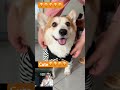 Corgi outfit of the day😍 #viralvideo #corgi #short