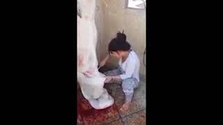 57 Bravo Girl Slaughtering Goat On Asi Video Ap Na Kbi Ni Dakhe Ho Ge 57 Bravo Girl Slaughtering Goat On Asi Video Ap Na Kbi Ni Dakhe Ho Ge
