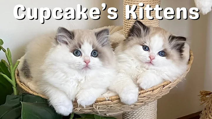 Video 11367271: kittens mother cat, cat kitten playing, cat old