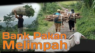 BANK PAKAN TERNAK MELIMPAH SEMANGAT NGARIT PTERNAK DI DESA