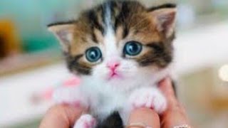 Cute Kitten Good News #cutecat #kittens by MaiRa NaSir Vlogs 1,248 views 1 year ago 1 minute, 7 seconds
