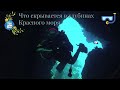 Погружение в подводный мир Красного моря! Dive into the underwater world of the Red Sea!