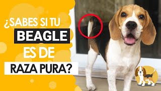 ¿Cómo identificar a un beagle?