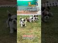 🌟cute shihtzu puppy's🐶available💥don't miss💥guys hurry up❤️#shortvideo #short #yt #ytshorts #shihtzu