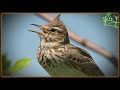 Голоса птиц Как поёт Хохлатый жаворонок (Galerida cristata)
