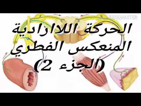 #4متوسط الدرس16 الحركة اللاارادية  (الجزء2) التحضير للفرض الثاني في العلوم الطبيعية