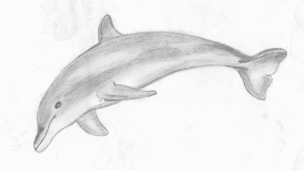 Realistic Dolphin Sketch PNG Transparent Images Free Download | Vector  Files | Pngtree