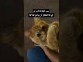 kiyon hota hay dil dewana🐱🥀#palwashahouse #cutecat #dil #love #trending #ytshorts #viralshorts