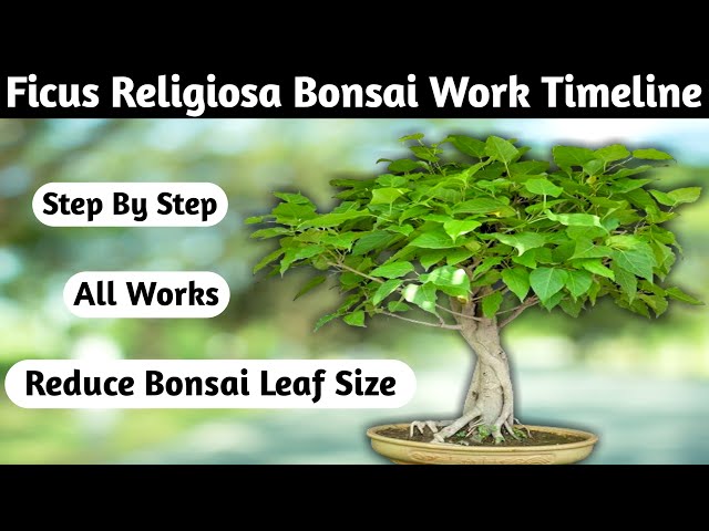 Creating A Stunning Ficus Religiosa Bonsai: Time-lapse Transformation class=