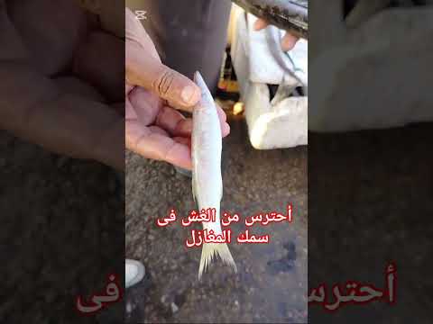 أحترس من الغش فى سمك المغازل سمك اسماك 