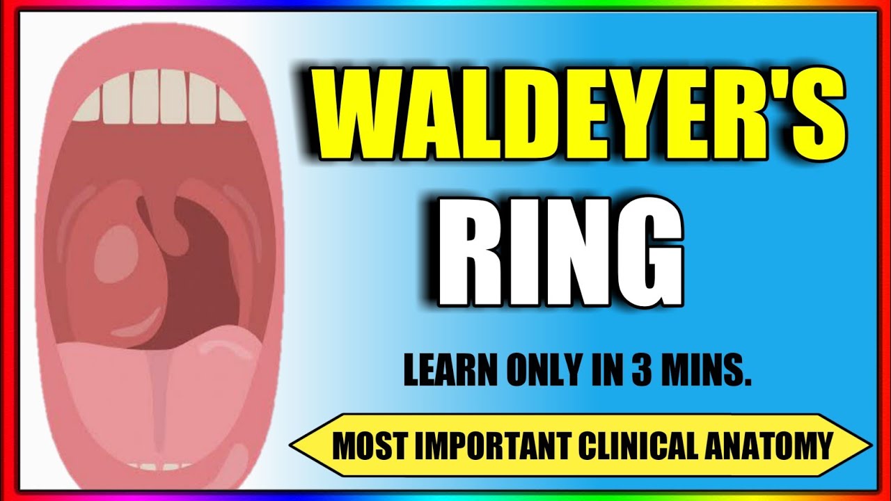 Anatomy of Waldeyer'S Ring (Pharyngeal Lymphatic Tonsillar Ring) | PDF |  Lymphatic System | Tongue
