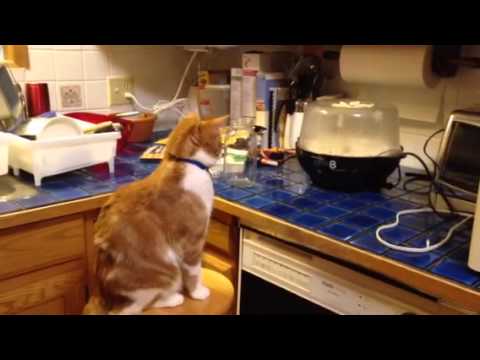 Cat Intrigued by Popcorn Maker - YouTube
