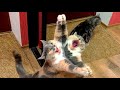 Funny animals - Funny cats / dogs - Funny animal videos / Best of march 2022