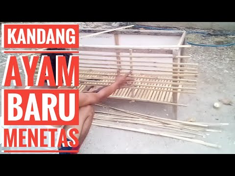 Video: Kandang Ayam Di Halaman Belakang Anda - Matador Network