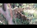 Cute 2 month old leopard cub does not want to share food with mom