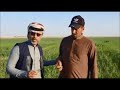 التفحم اللوائي في محصول الحنطة للموسم الزراعي ٢٠٢١/٢٠٢٢ د. عبدالكريم سحاب الدبسا