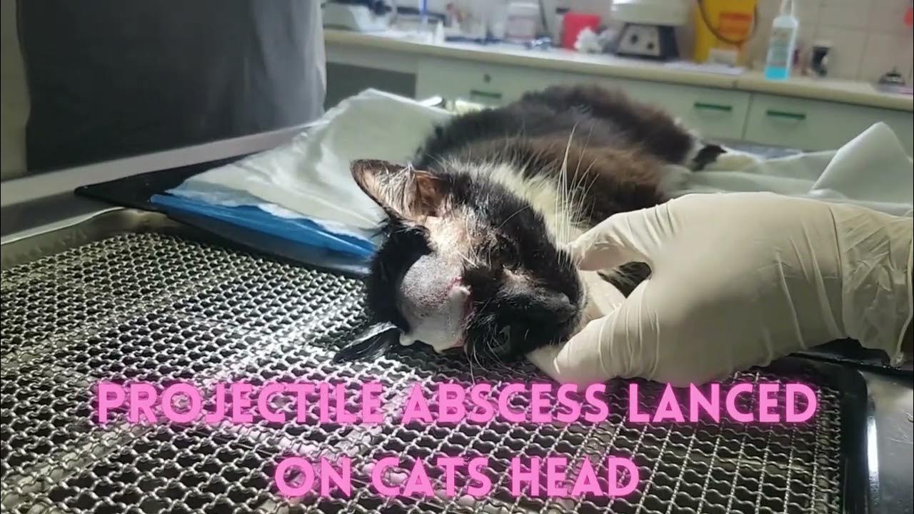 projectile-abscess-lanced-on-cats-head-youtube