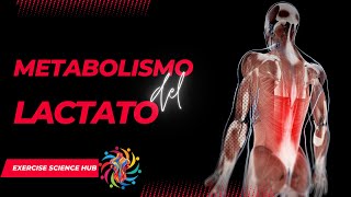 El Metabolismo del Lactato - Fisiología del Ejercicio: lo que necesitas saber