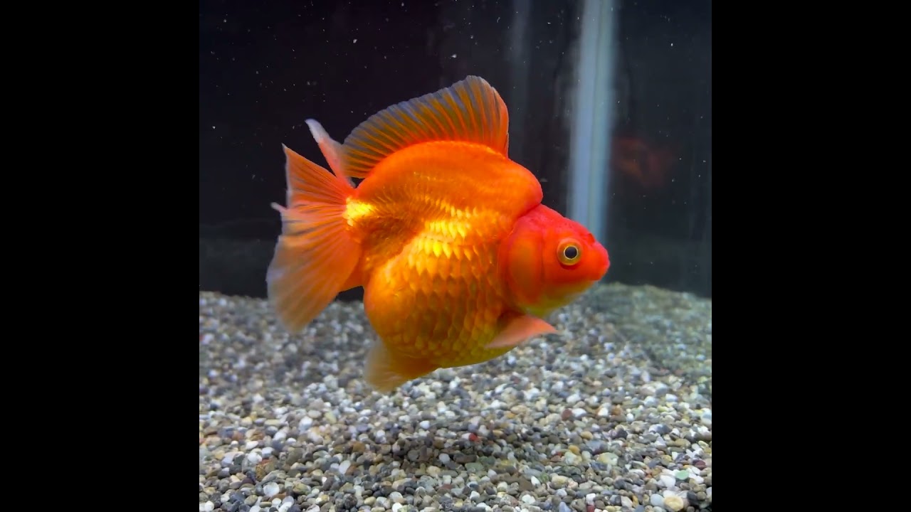 だるま琉金 赤 13cm | 金魚・熱帯魚専門店 AquaPro.H