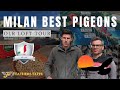 Milans best pigeon one loft race tour