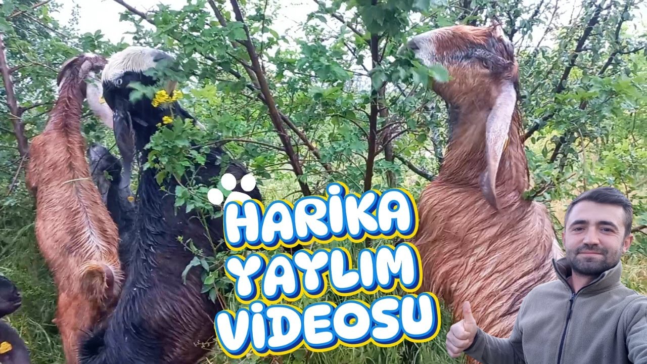 HALEP KEÇİSİ + YAĞMUR + SOHBET | Halep Keçisi Yetiştiriciliği