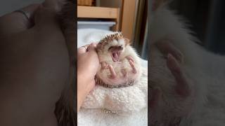 Why Are Hedgehogs Farmed In China?