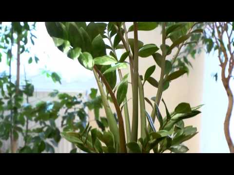 Video: Zamioculcas (64 Kuvaa): Kuvaus 