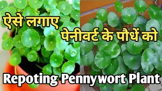 Repoting Pennywort Plant/Doller/Coin Plant/How to repot pennywort Plant ऐसे लगाए डॉलर प्लांट का पौधा