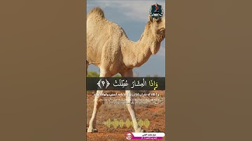 تلاوت کوتاه و فوق العاده زیبا سوره تکویر آیات ۱ الی ۹ از استاد شیخ محمد اللیثی #قرآن #Quran