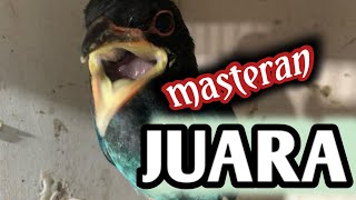 Tengkek Buto gacor buat masteran burung juara #tengkekbuto,#masteranburung,#kicaumania,