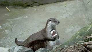 выдры бесятся Eurasian funny otters play