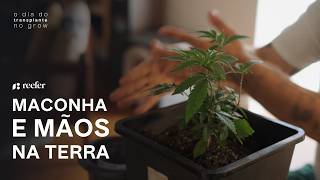 Transplante de Cannabis no Grow: Técnica e Cuidados Essenciais | Vida de Grower