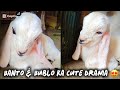 Baby Goats Are The Funniest Animals