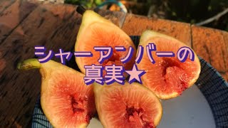 シャーアンバーの真実☆ - YouTube