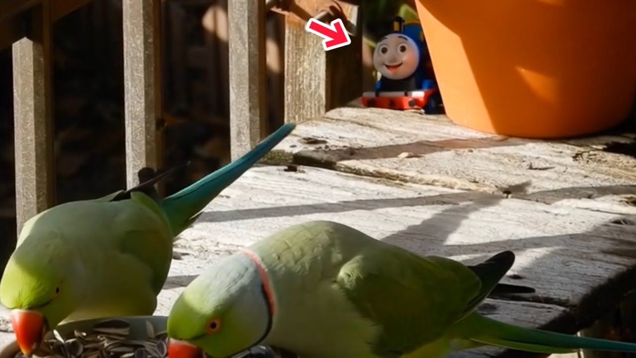 餌台にいる怪しすぎる奴に気付いたインコの行動が極端すぎた
