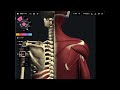Muscle anatomy for scapula rotation