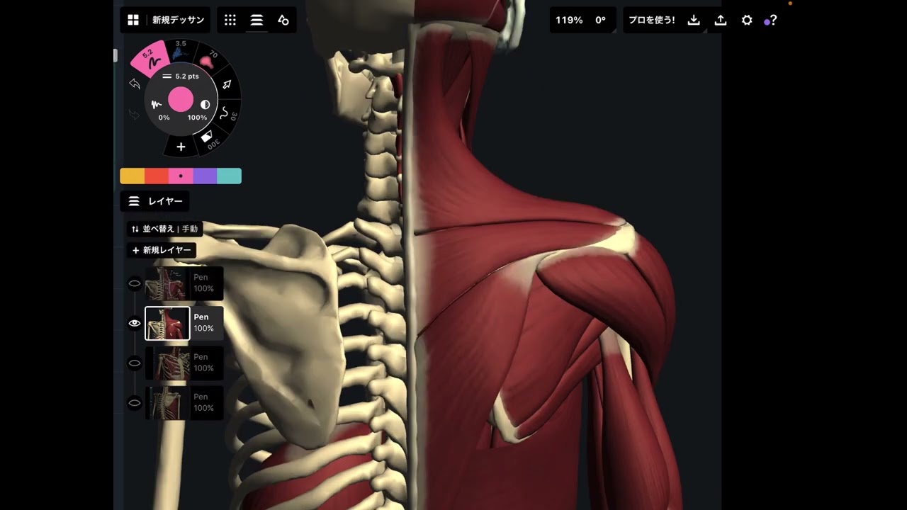Muscle anatomy for scapula rotation