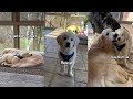 Golden retriever puppy shenanigans