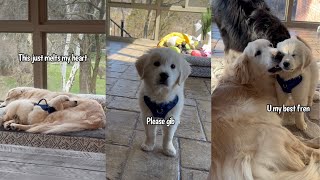 Golden Retriever Puppy Shenanigans