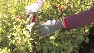 How to Cut Back Perennial Sage