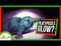 So Apparently Platypuses Glow in the Dark