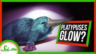 So Apparently Platypuses Glow in the Dark