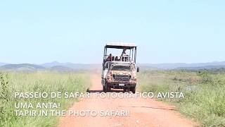 Linda Anta no passeio de Safari! - Tapir in the Photo Safari!