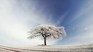 #Футаж одинокое белое дерево ◄4K•HD► #Footage lonely white tree
