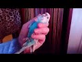 Как держать попугайчиков и маленьких птиц в руках для проведения осмотра и процедур - Пример 1