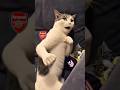 Les  fauves contre les petits chats en final #psg #bayernmunich  #ldc #humour