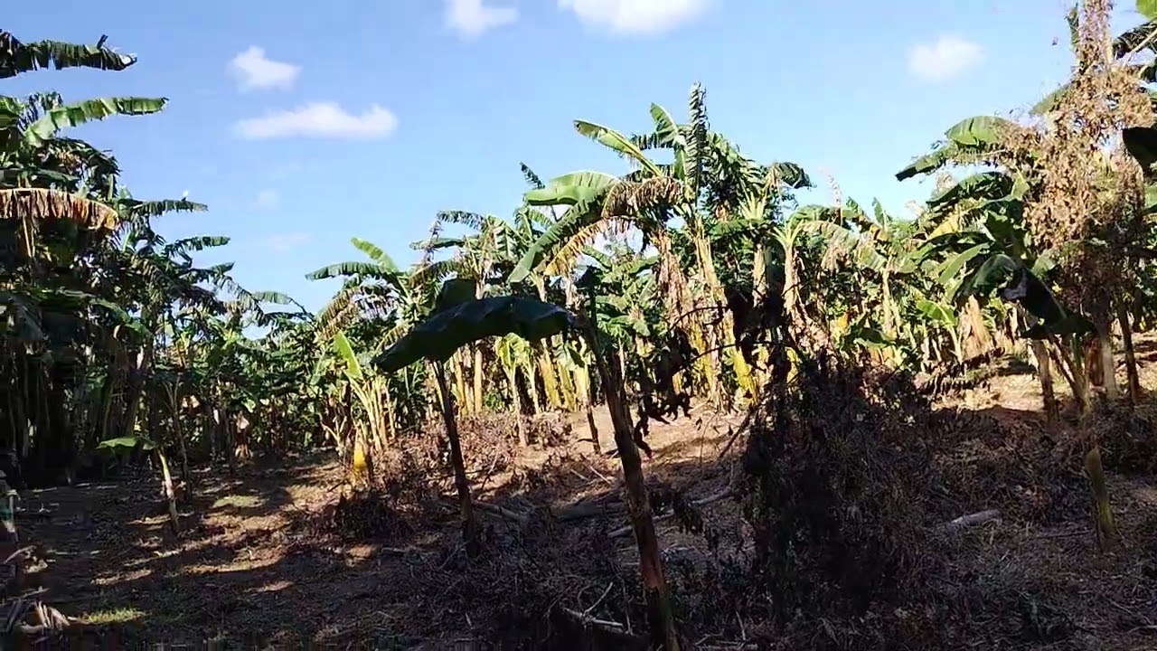 VLOG# 177. HARAP SA TAG-ARAW NA PAGTATANIM NG SABA BANANAS, MABUHAY KAYA? 