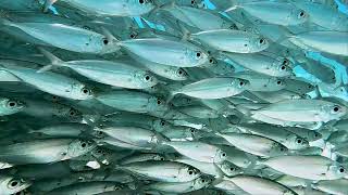 Big Eye Scad School at Red Slave, Bonaire