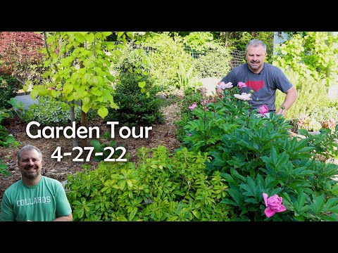 Видео: Deutzia гэж юу вэ - Цэцэрлэгт Deutzia ургамлыг хэрхэн ургуулах вэ